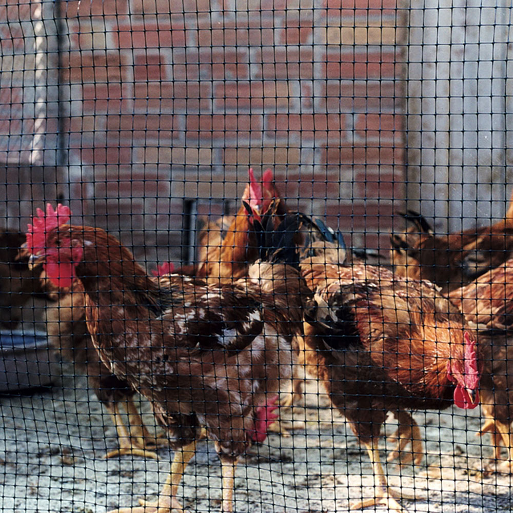 Malla Avícola Nortene Avinet (Bop 90) 2 m (ancho) Negra (a metros)